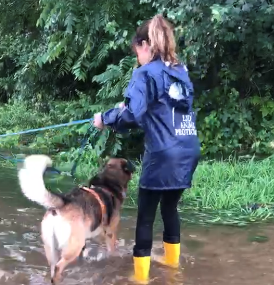 CANILE IN LAGUNA di CANILE IN LAGUNA -