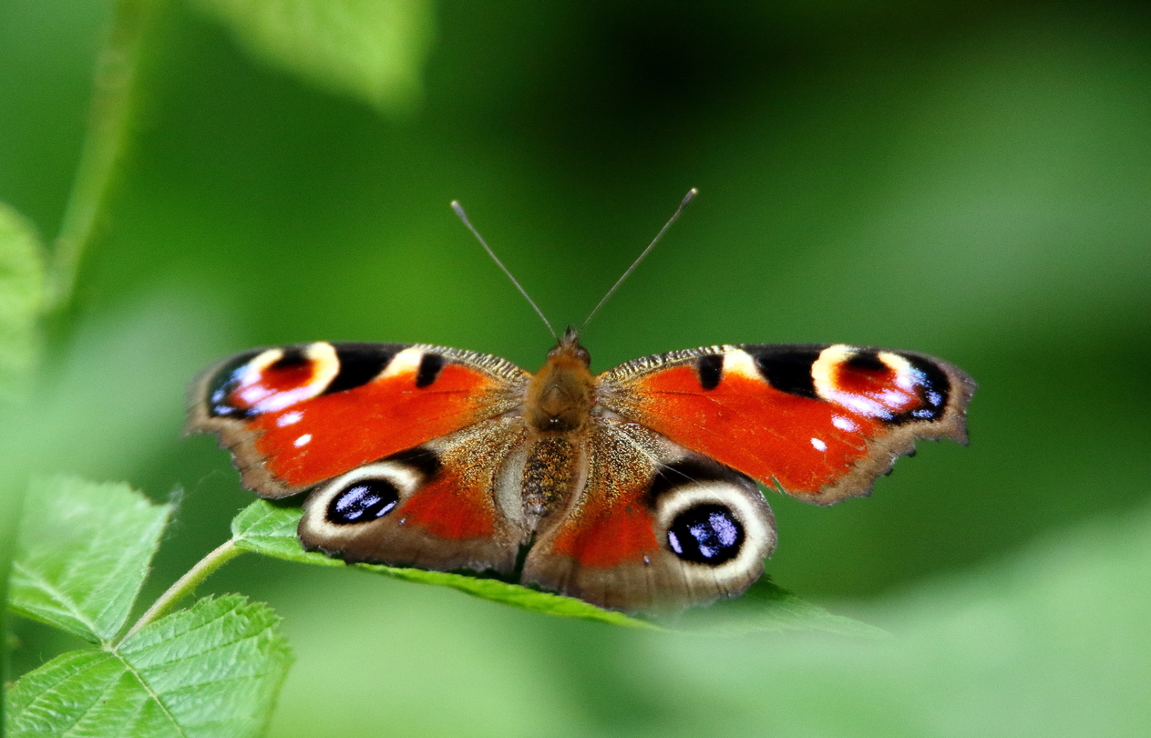 Uno sguardo sul Paradiso di Amici dell'Oasi Uno sguardo sul Paradiso-Amici dell'Oasi