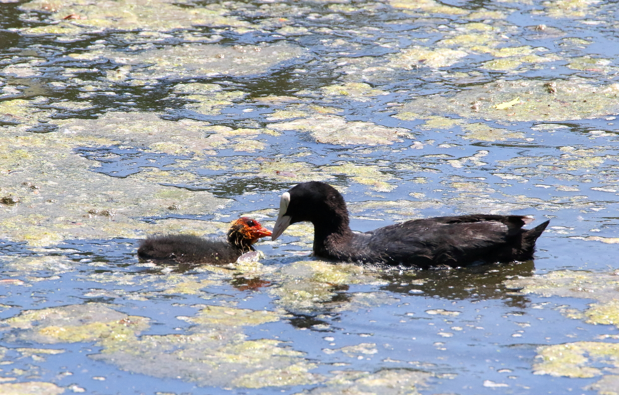 Uno sguardo sul Paradiso di Amici dell'Oasi Uno sguardo sul Paradiso-Amici dell'Oasi