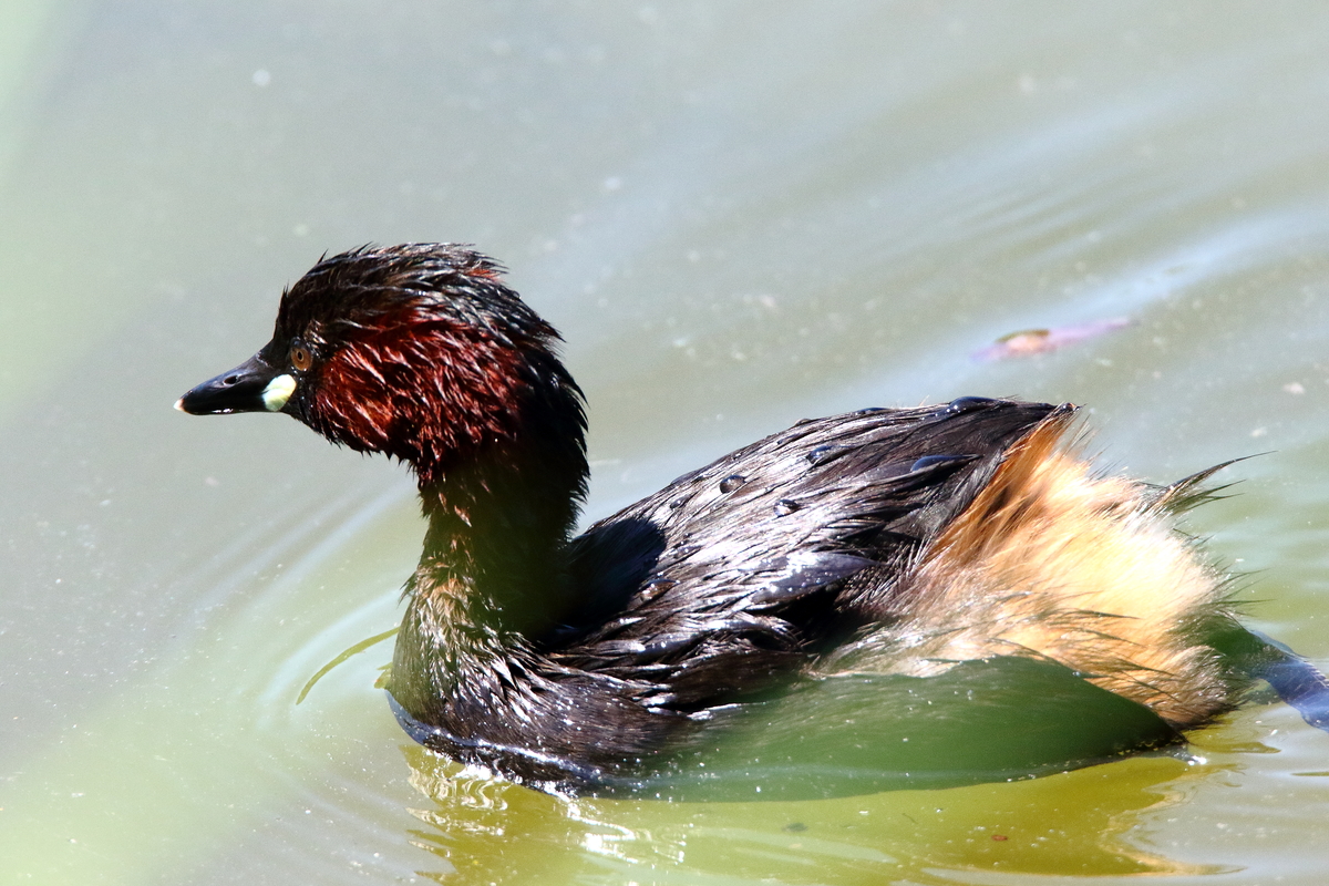 Uno sguardo sul Paradiso di Amici dell'Oasi Uno sguardo sul Paradiso-Amici dell'Oasi