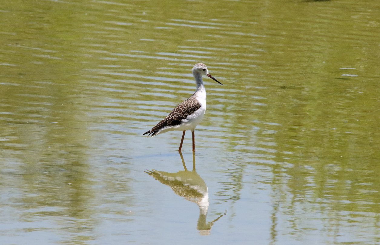 Uno sguardo sul Paradiso di Amici dell'Oasi Uno sguardo sul Paradiso-Amici dell'Oasi