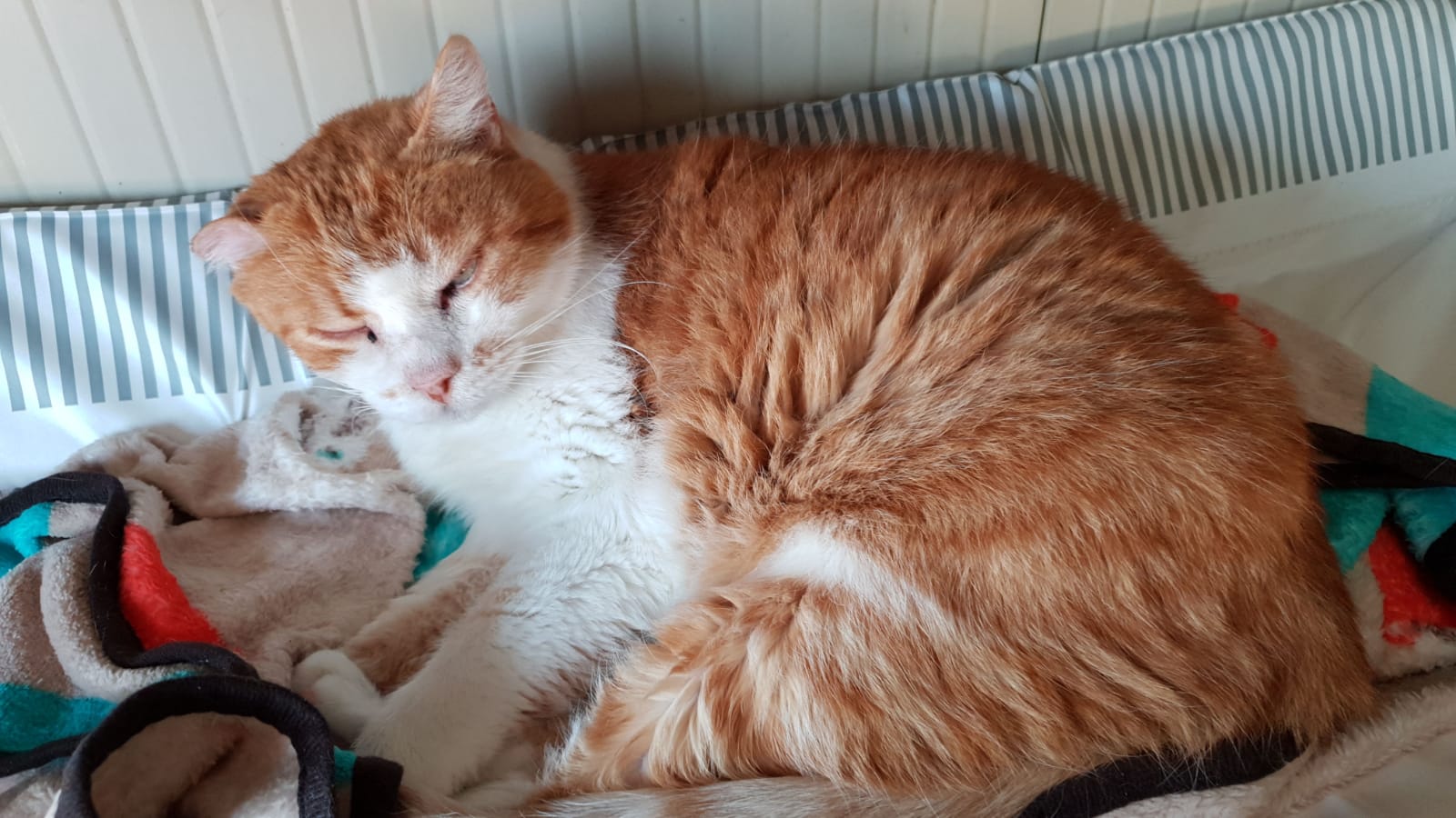 Un rifugio per i mici anziani di Milano di Mondo Gatto Un rifugio per i mici anziani di Milano-Mondo Gatto