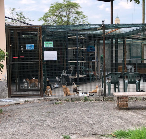 Un rifugio per i mici anziani di Milano di Mondo Gatto Un rifugio per i mici anziani di Milano-Mondo Gatto