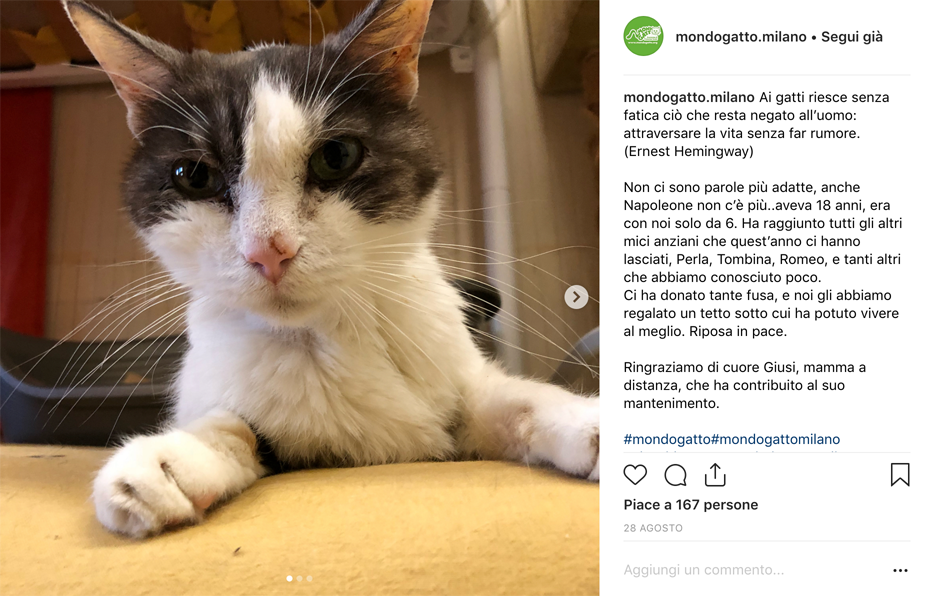 Un rifugio per i mici anziani di Milano di Mondo Gatto Un rifugio per i mici anziani di Milano-Mondo Gatto