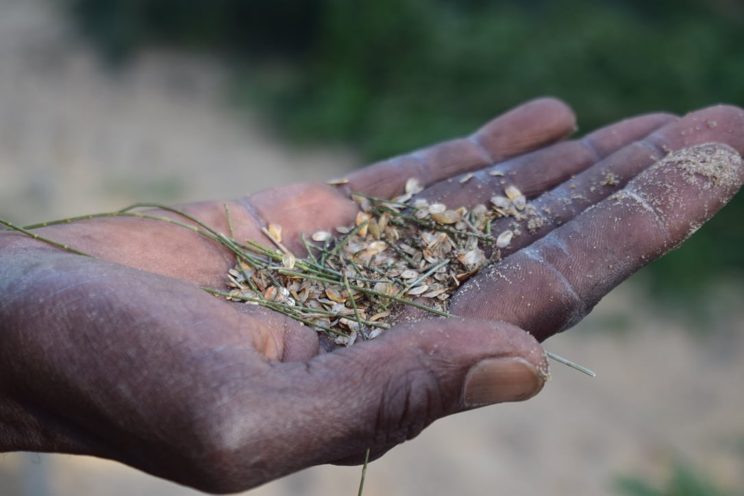 1000 ALBERI CONTRO OCEANO E DESERTO di CISV 1000 ALBERI CONTRO OCEANO E DESERTO -CISV