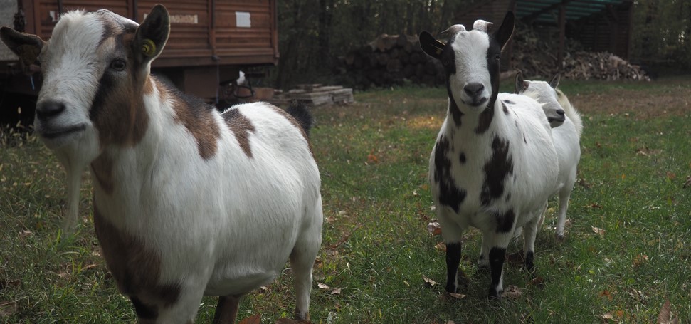 RUN4THEFUTURE degli Ospiti di Bregazzana di Centro Gulliver RUN4THEFUTURE degli Ospiti di Bregazzana-Centro Gulliver
