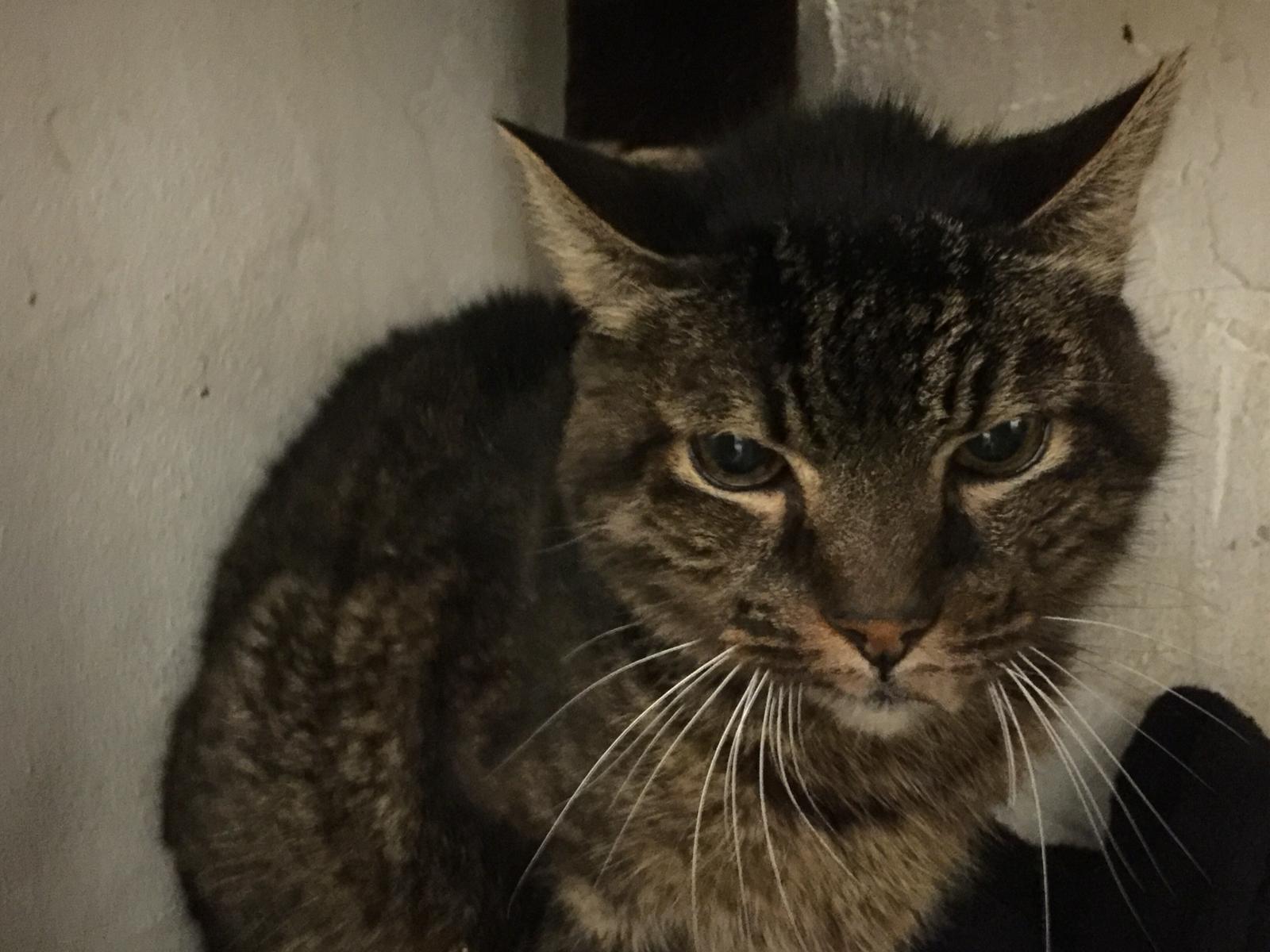 Un rifugio per i mici anziani di Milano di Mondo Gatto Un rifugio per i mici anziani di Milano-Mondo Gatto