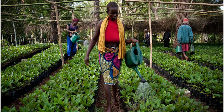 Un cuore per la Sierra Leone di COOPI Un cuore per la Sierra Leone-COOPI