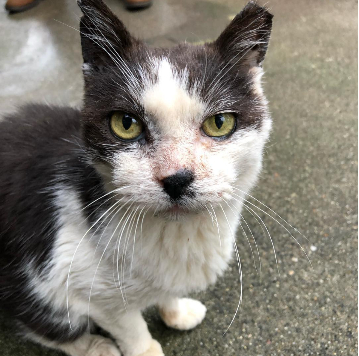 Un rifugio per i mici anziani di Milano di Mondo Gatto Un rifugio per i mici anziani di Milano-Mondo Gatto