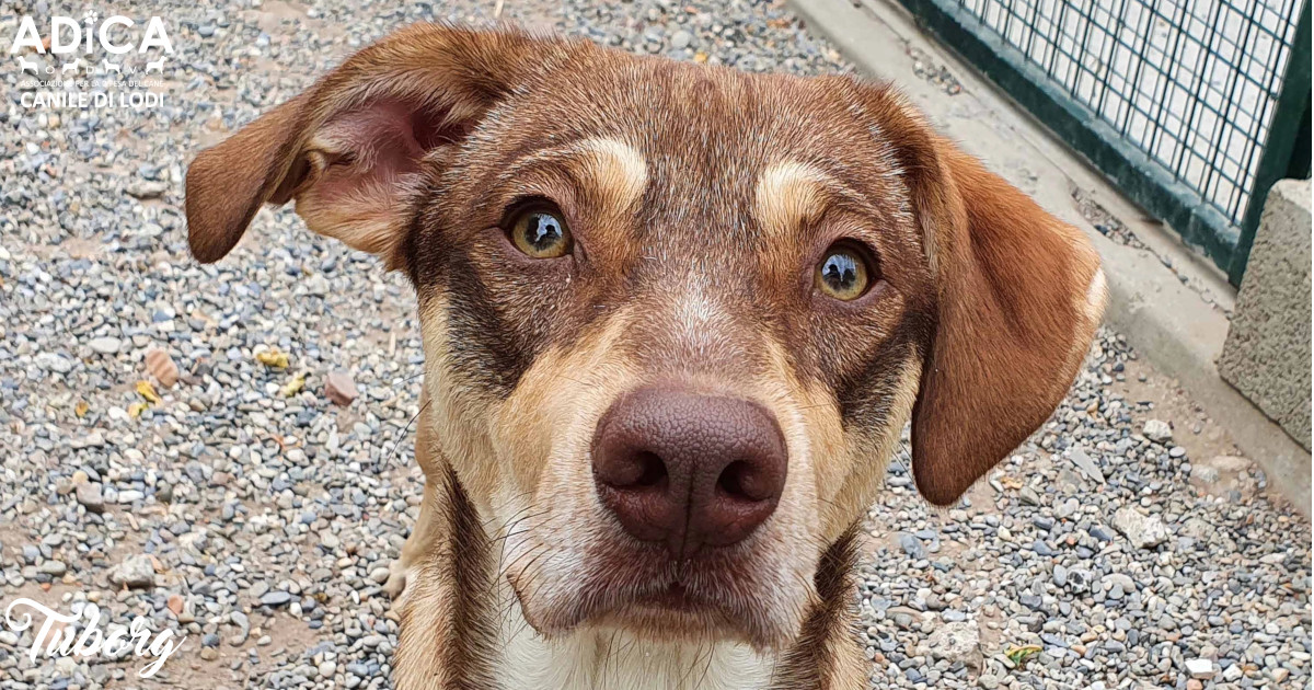 Una “masticata” di solidarietà! di A.DI.CA ODV Una “masticata” di solidarietà!-A.DI.CA ODV