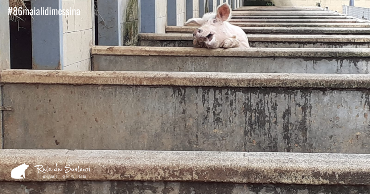 Un aiuto per la vita e per la libertà. di Vitadacani Un aiuto per la vita e per la libertà.-Vitadacani