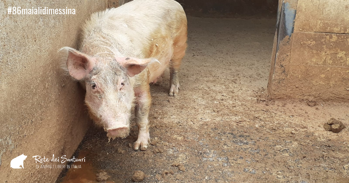 Un aiuto per la vita e per la libertà. di Vitadacani Un aiuto per la vita e per la libertà.-Vitadacani