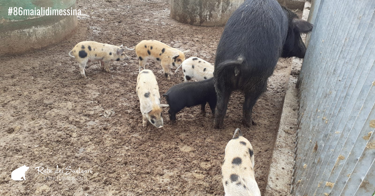 Un aiuto per la vita e per la libertà. di Vitadacani Un aiuto per la vita e per la libertà.-Vitadacani