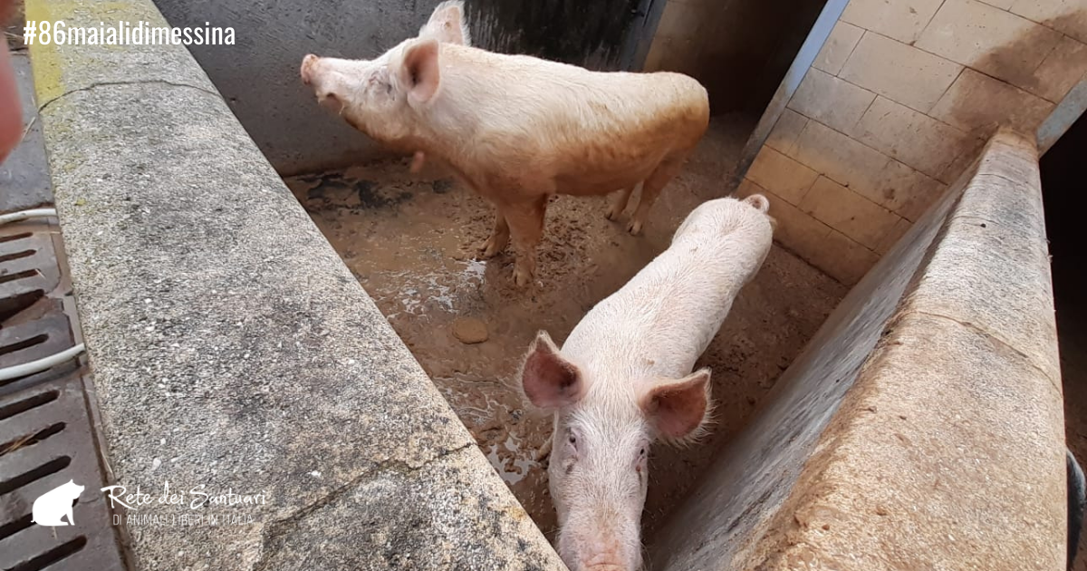 Un aiuto per la vita e per la libertà. di Vitadacani Un aiuto per la vita e per la libertà.-Vitadacani