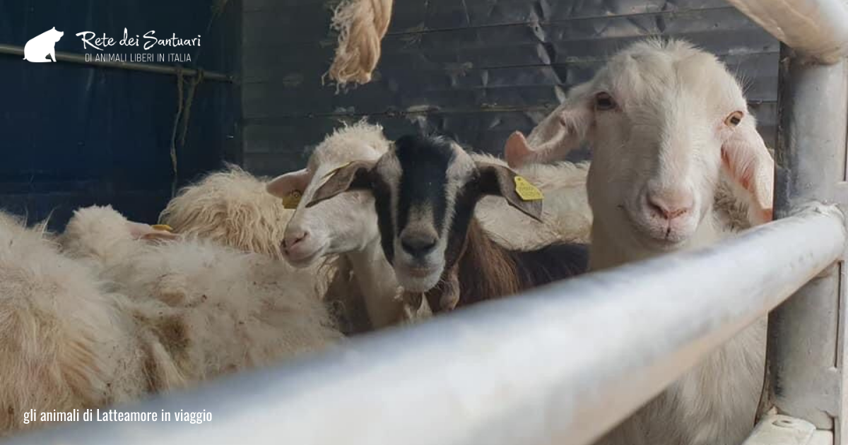 Un aiuto per la vita e per la libertà. di Vitadacani Un aiuto per la vita e per la libertà.-Vitadacani