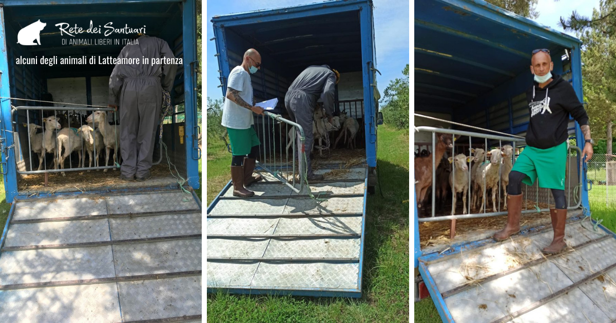 Un aiuto per la vita e per la libertà. di Vitadacani Un aiuto per la vita e per la libertà.-Vitadacani