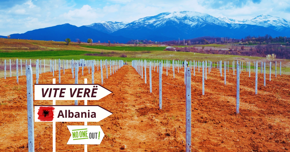 VITE VERË - Vigneti familiari in Albania di NO ONE OUT VITE VERË - Vigneti familiari in Albania-NO ONE OUT