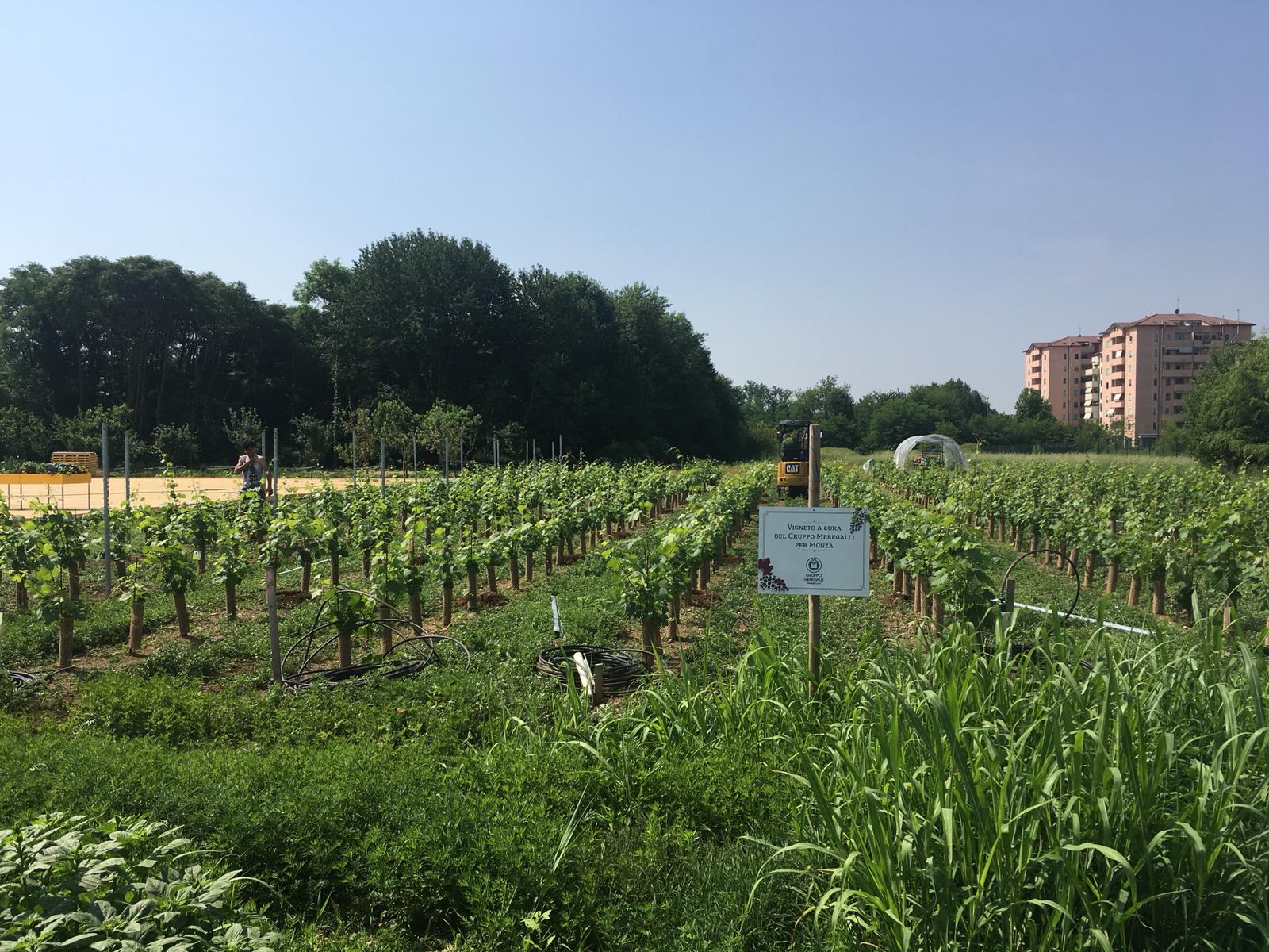 SE CORRI GIOCO ANCH'IO di Fondazione Alessio Tavecchio Onlus SE CORRI GIOCO ANCH'IO -Fondazione Alessio Tavecchio Onlus