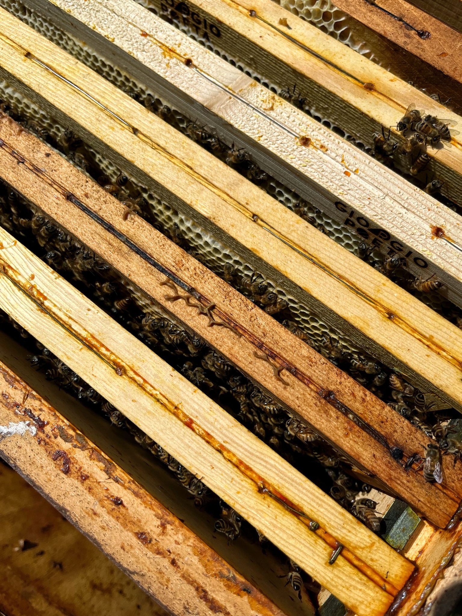 BeeFrolla - Dolci come il miele di Frolla Microbiscottificio BeeFrolla - Dolci come il miele-Frolla Microbiscottificio