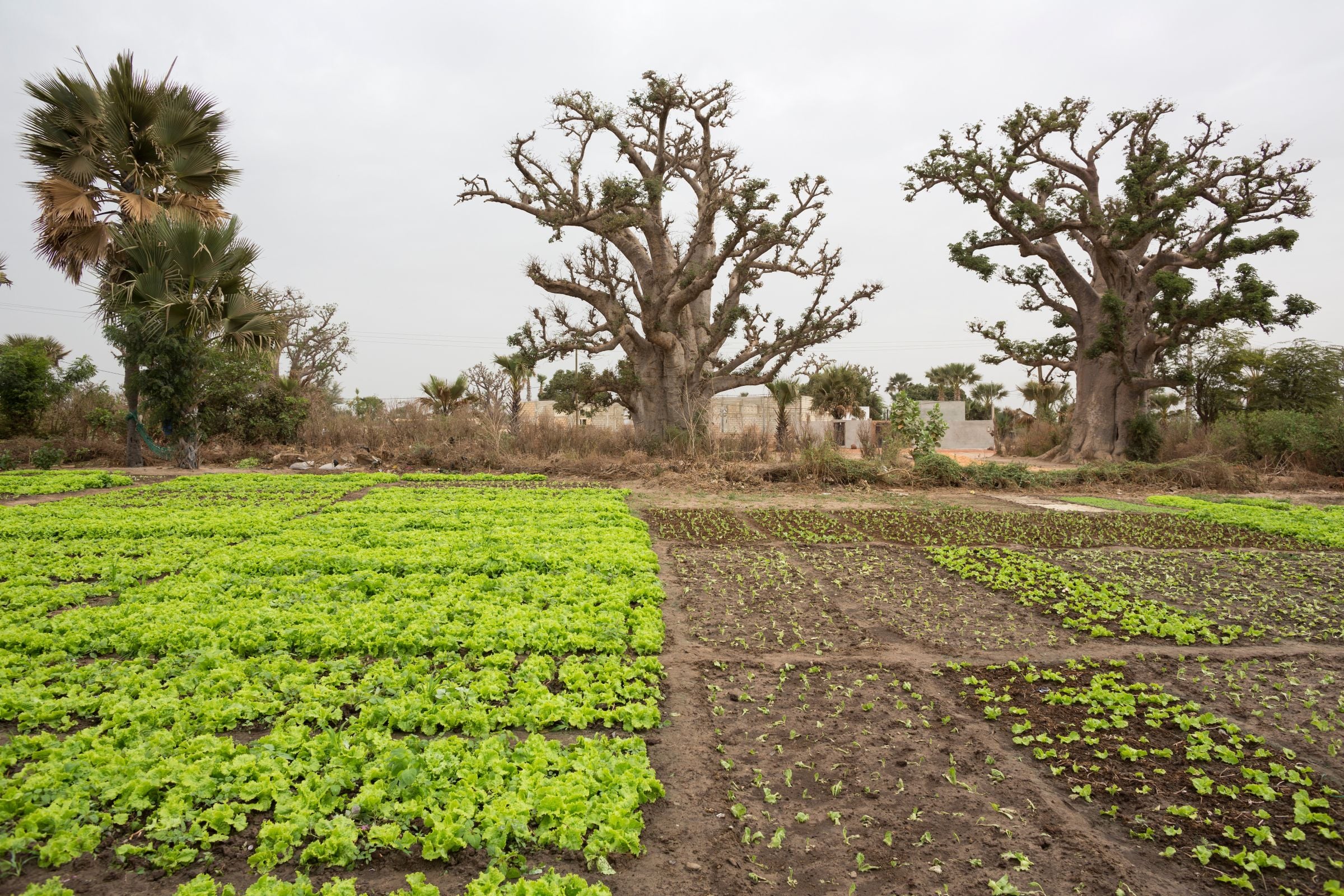 Cercasi Baobab Natale! di CISV Cercasi Baobab Natale!-CISV