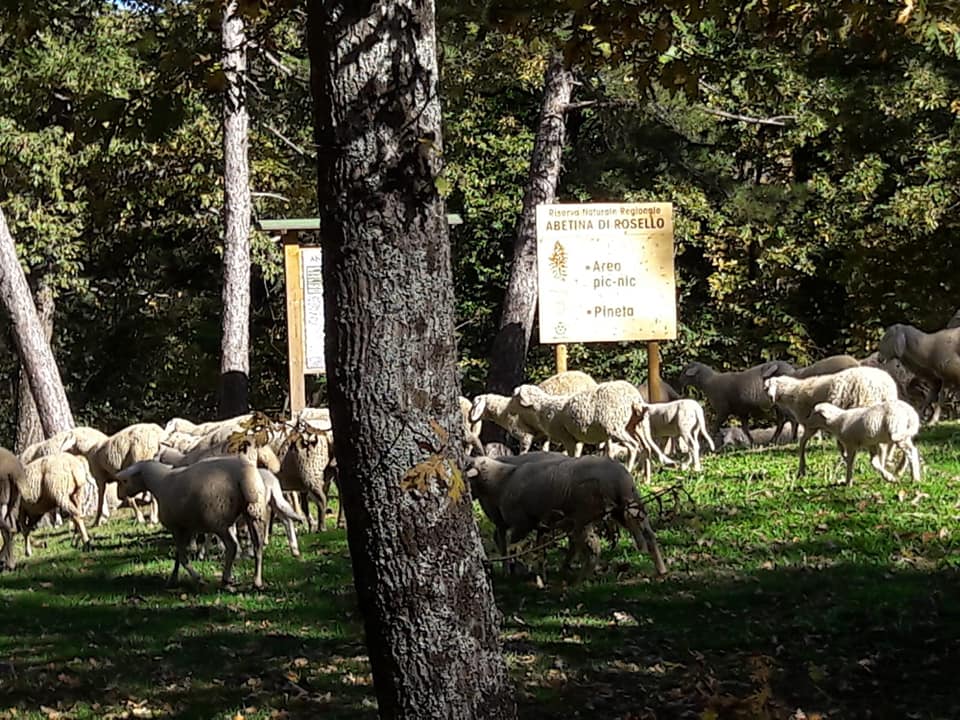 Costruiamo insieme il Cammino di Con la Mano del Cuore Costruiamo insieme il Cammino-Con la Mano del Cuore