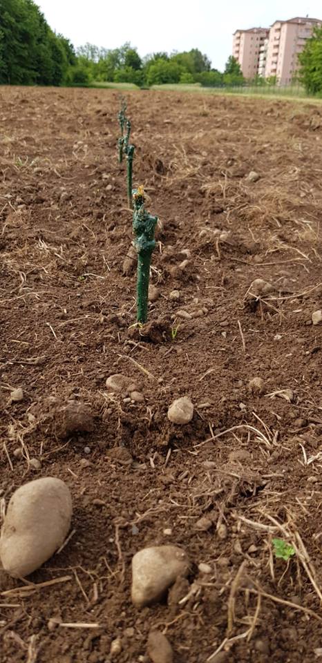 TUTTI GIU PER TERRA ALLA MILANO MARATHON di FONDAZIONE ALESSIO TAVECCHIO ONLUS TUTTI GIU PER TERRA ALLA MILANO MARATHON-FONDAZIONE ALESSIO TAVECCHIO ONLUS