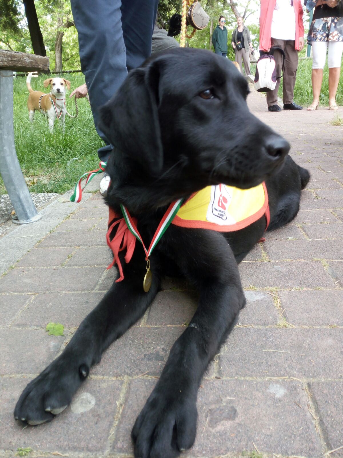 Da grande sarò un cane guida per ciechi. di Puppy Da grande sarò un cane guida per ciechi.-Puppy
