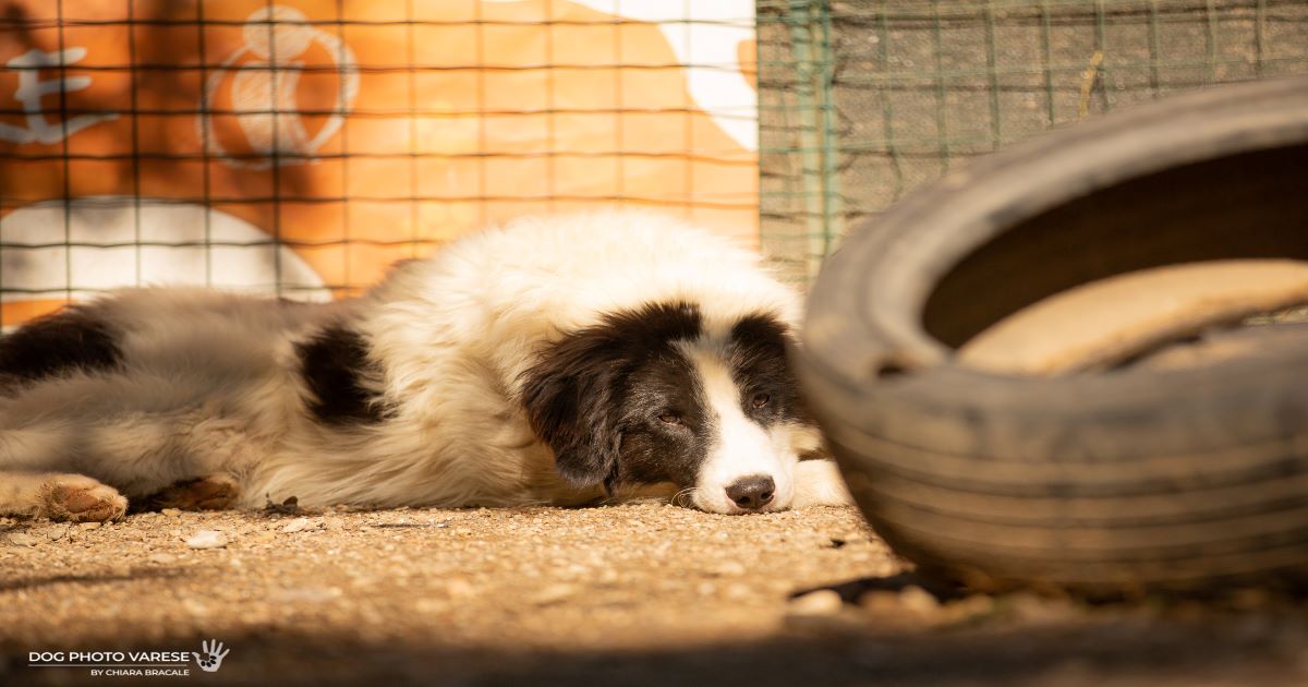 CANILE IN LAGUNA di CANILE IN LAGUNA -