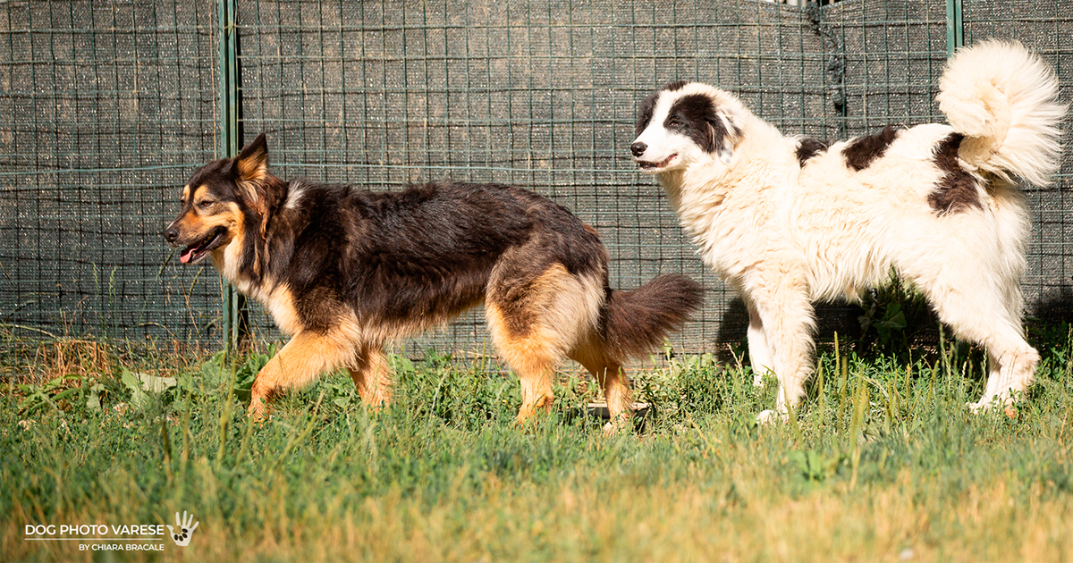 CANILE IN LAGUNA di CANILE IN LAGUNA -