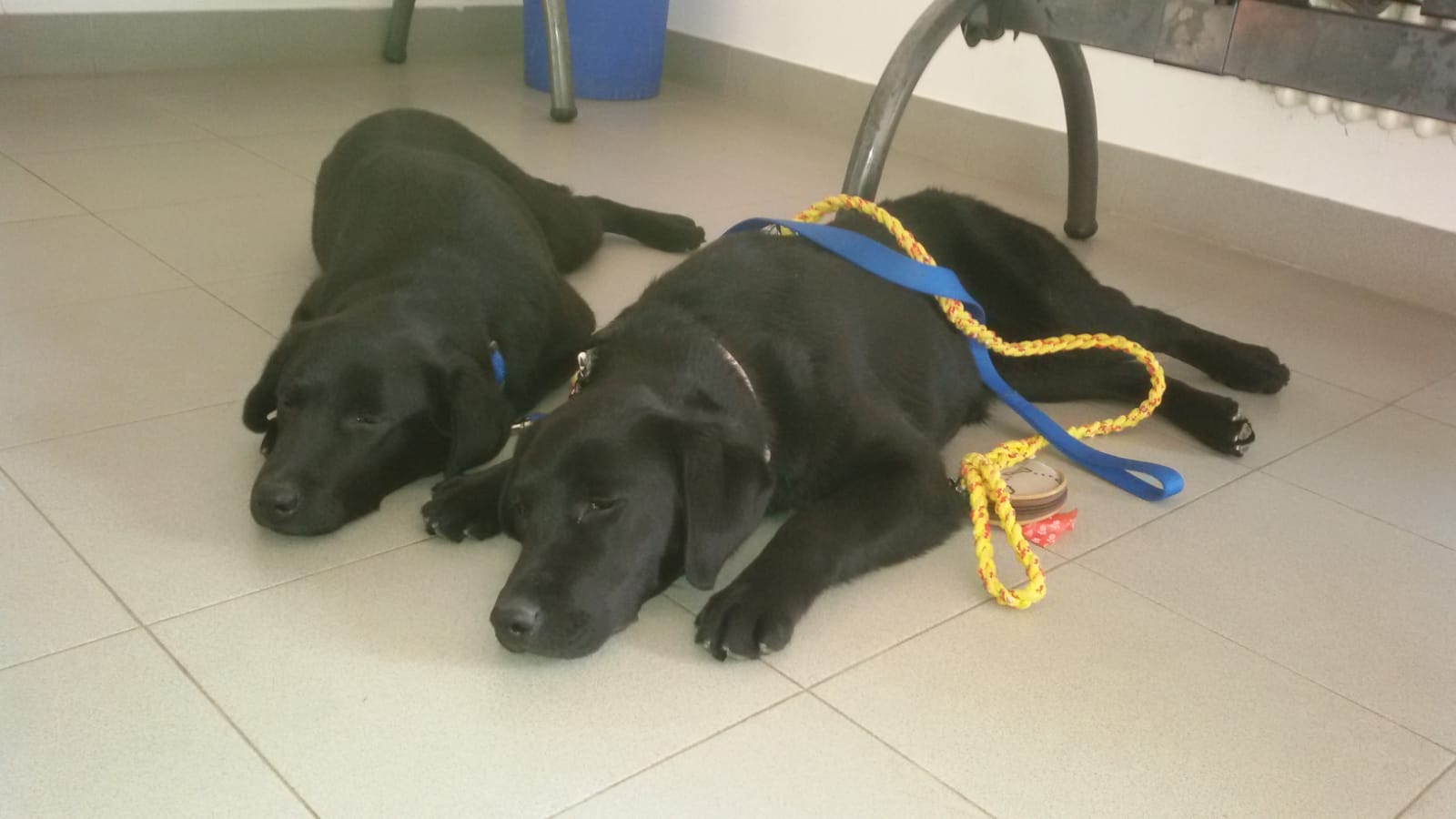 Da grande sarò un cane guida per ciechi. di Puppy Da grande sarò un cane guida per ciechi.-Puppy