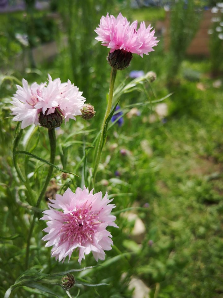 Semi di Fiordaliso di AISLA Onlus Semi di Fiordaliso-AISLA Onlus