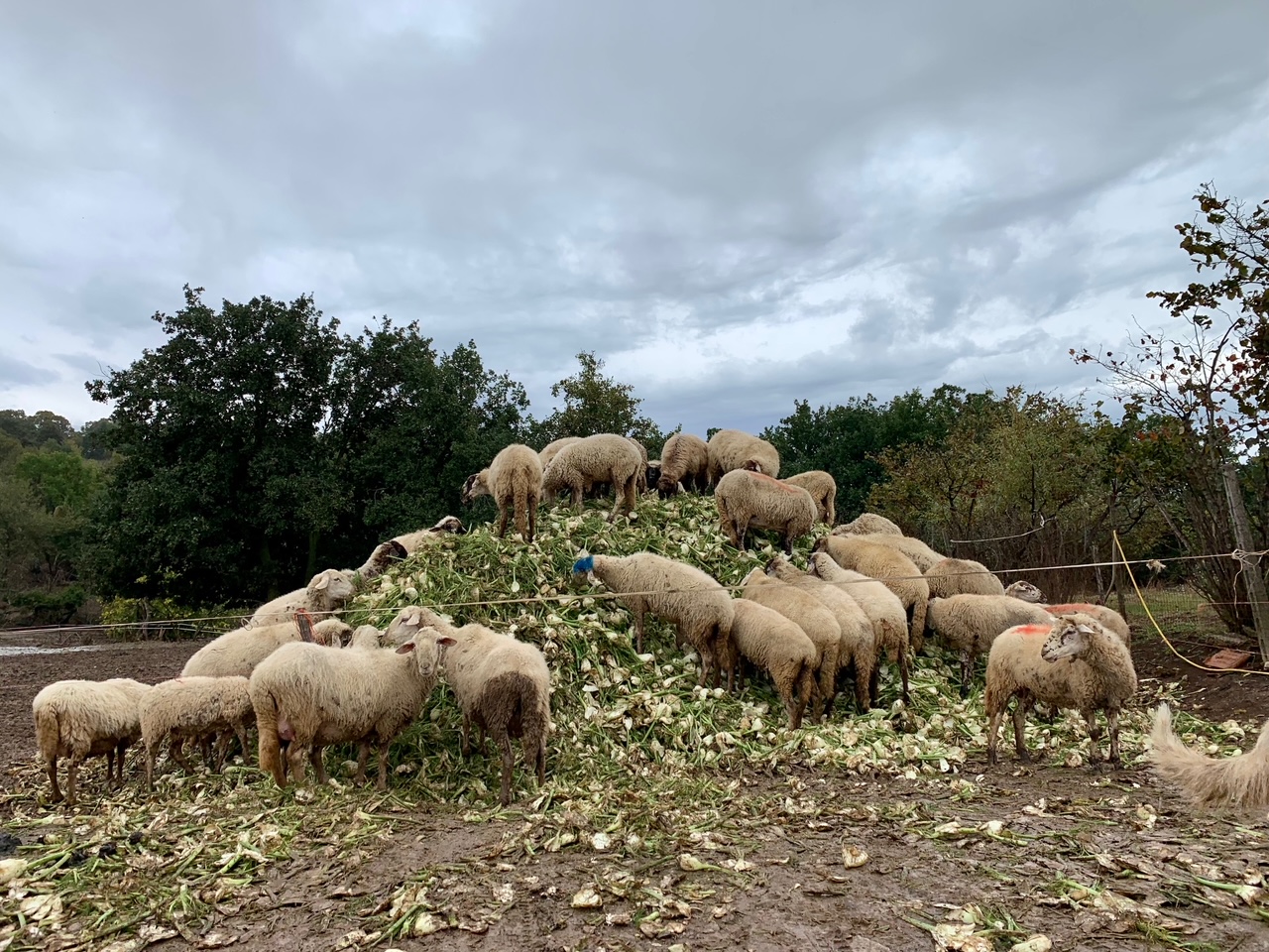 Gli Amici di Nanà – La Collina di EY Foundation Onlus Gli Amici di Nanà – La Collina-EY Foundation Onlus