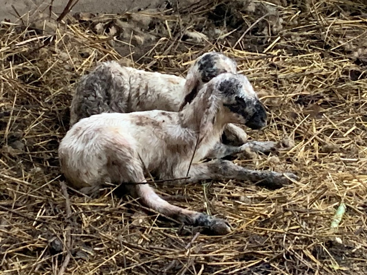Gli Amici di Nanà – La Collina di EY Foundation Onlus Gli Amici di Nanà – La Collina-EY Foundation Onlus
