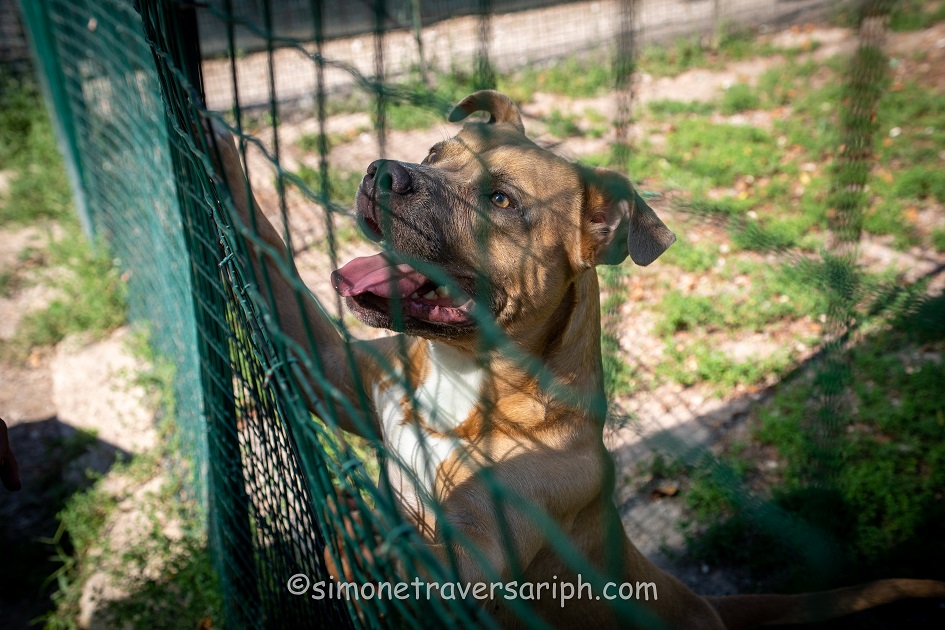 FACCIAMO RETE PER I CANI DEL CANILE VA di FACCIAMO RETE PER I CANI DEL CANILE VA -