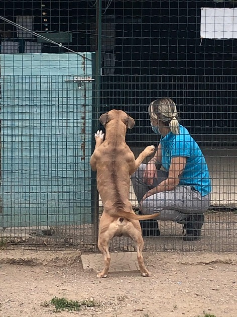 FACCIAMO RETE PER I CANI DEL CANILE VA di FACCIAMO RETE PER I CANI DEL CANILE VA -