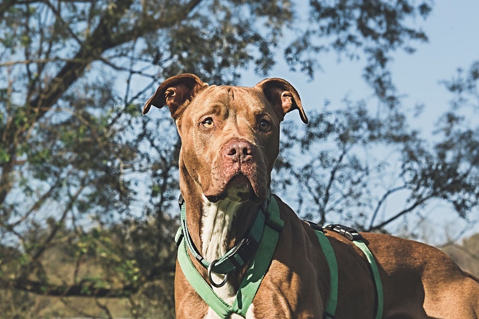 FACCIAMO RETE PER I CANI DEL CANILE VA di FACCIAMO RETE PER I CANI DEL CANILE VA -