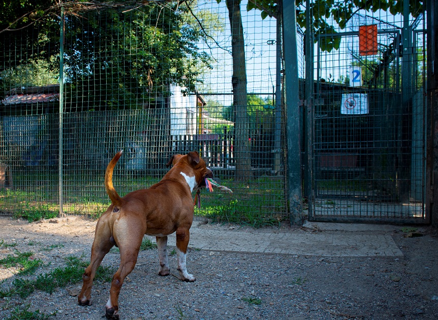 FACCIAMO RETE PER I CANI DEL CANILE VA di FACCIAMO RETE PER I CANI DEL CANILE VA -