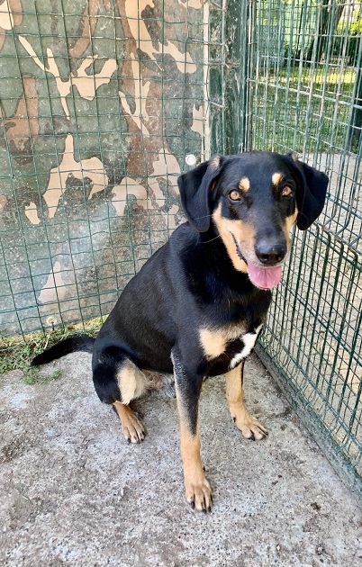 FACCIAMO RETE PER I CANI DEL CANILE VA di FACCIAMO RETE PER I CANI DEL CANILE VA -