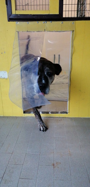 FACCIAMO RETE PER I CANI DEL CANILE VA di FACCIAMO RETE PER I CANI DEL CANILE VA -