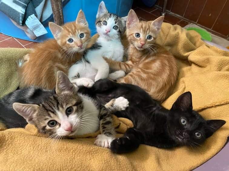 BAU VENTO ASTAD - Riscalda il loro cuore di Astad O.d.V. BAU VENTO ASTAD - Riscalda il loro cuore-Astad O.d.V.