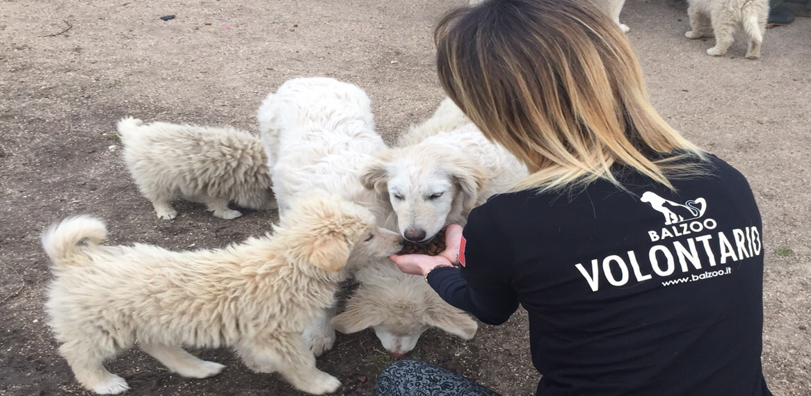 #RUNFORBALZOO - Protezione Animali di Balzoo Onlus #RUNFORBALZOO - Protezione Animali-Balzoo Onlus
