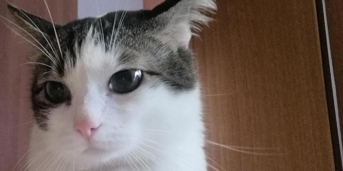 #BetterTogether: insieme è meglio di ENPA #BetterTogether: insieme è meglio-ENPA