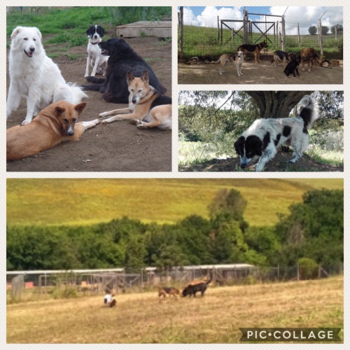 UN RIFUGIO PER LE ANIME FRAGILI di Una Cuccia per la Vita UN RIFUGIO PER LE ANIME FRAGILI -Una Cuccia per la Vita