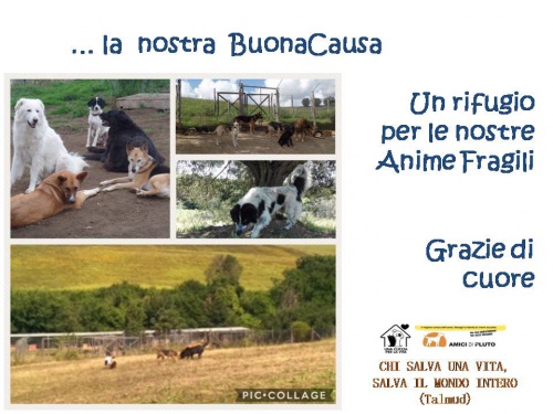 UN RIFUGIO PER LE ANIME FRAGILI di Una Cuccia per la Vita UN RIFUGIO PER LE ANIME FRAGILI -Una Cuccia per la Vita