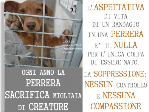 UN RIFUGIO PER LE ANIME FRAGILI di Una Cuccia per la Vita UN RIFUGIO PER LE ANIME FRAGILI -Una Cuccia per la Vita