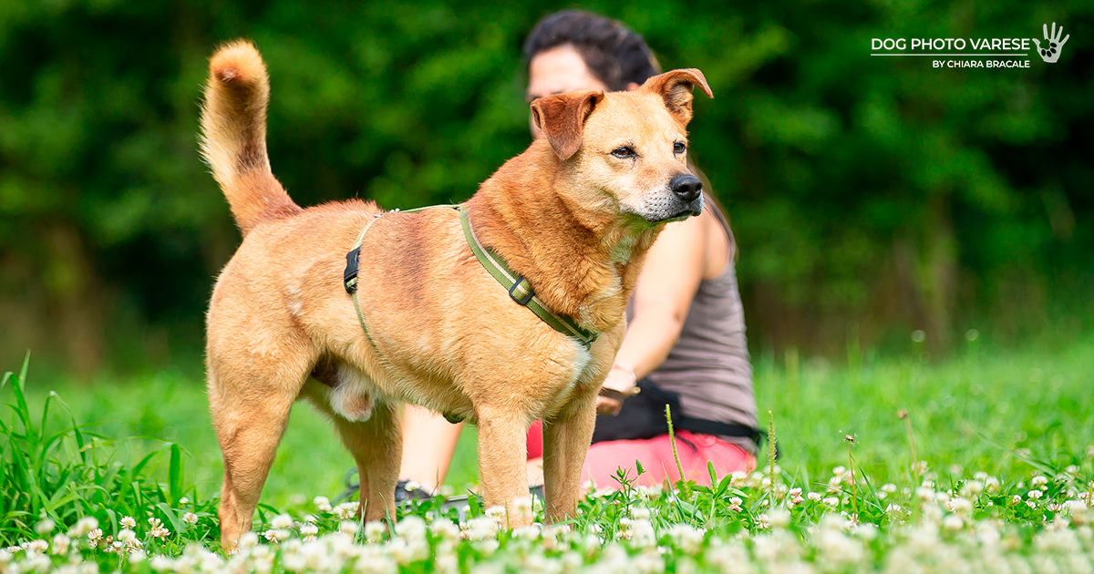 CANILE IN LAGUNA di CANILE IN LAGUNA -