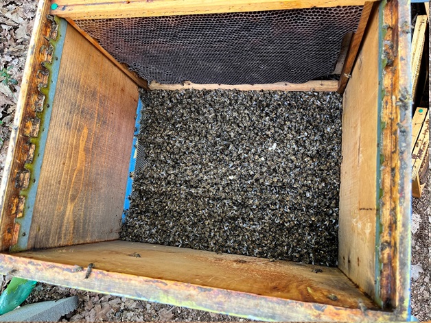 Le Api di Cristian di Un Sorriso per... le Api Le Api di Cristian-Un Sorriso per... le Api