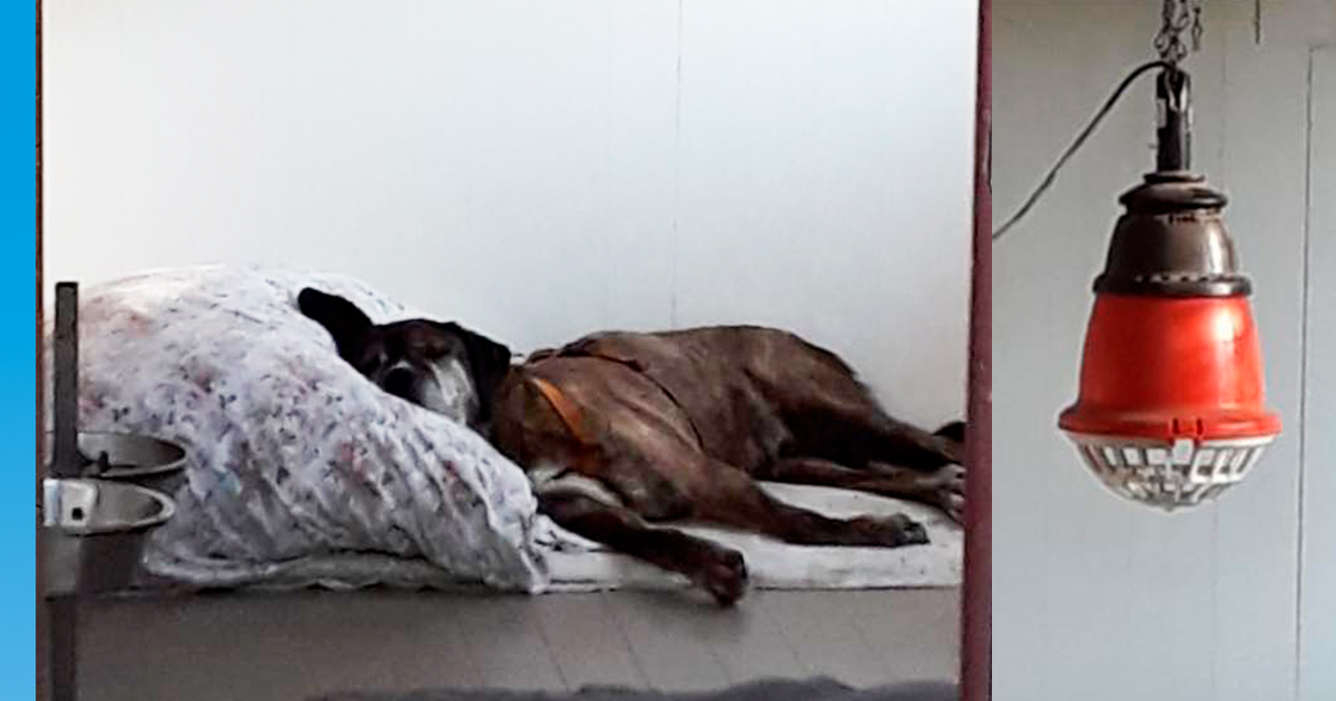 CANILE IN LAGUNA di CANILE IN LAGUNA -